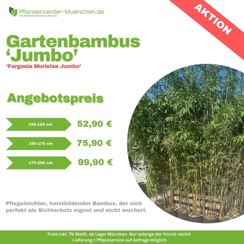 Gartenbambus Jumbo Fergesia Murielae Jumbo