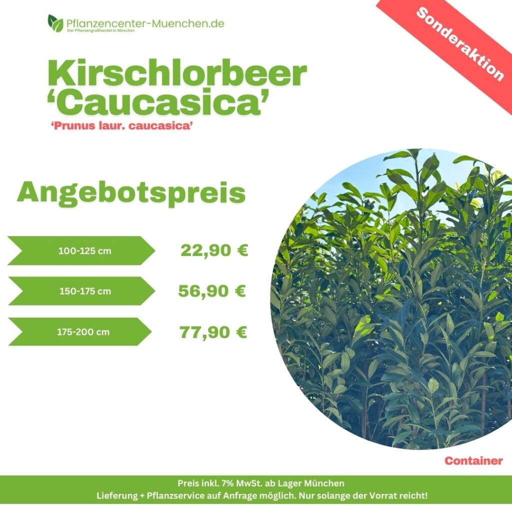 Kirschlorbeer Caucasica Prunus Laur. Caucasica