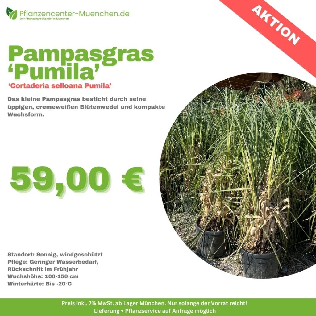 Pampasgras Pumila Cortaderia Selloana Pumila