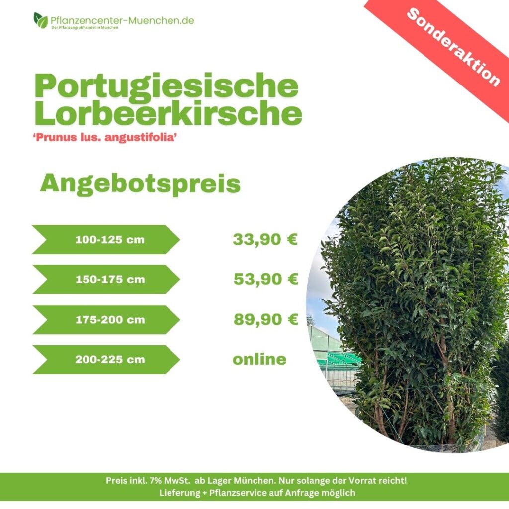 Portugiesische Lorbeerkirsche Prunus Lus. Angustifolia