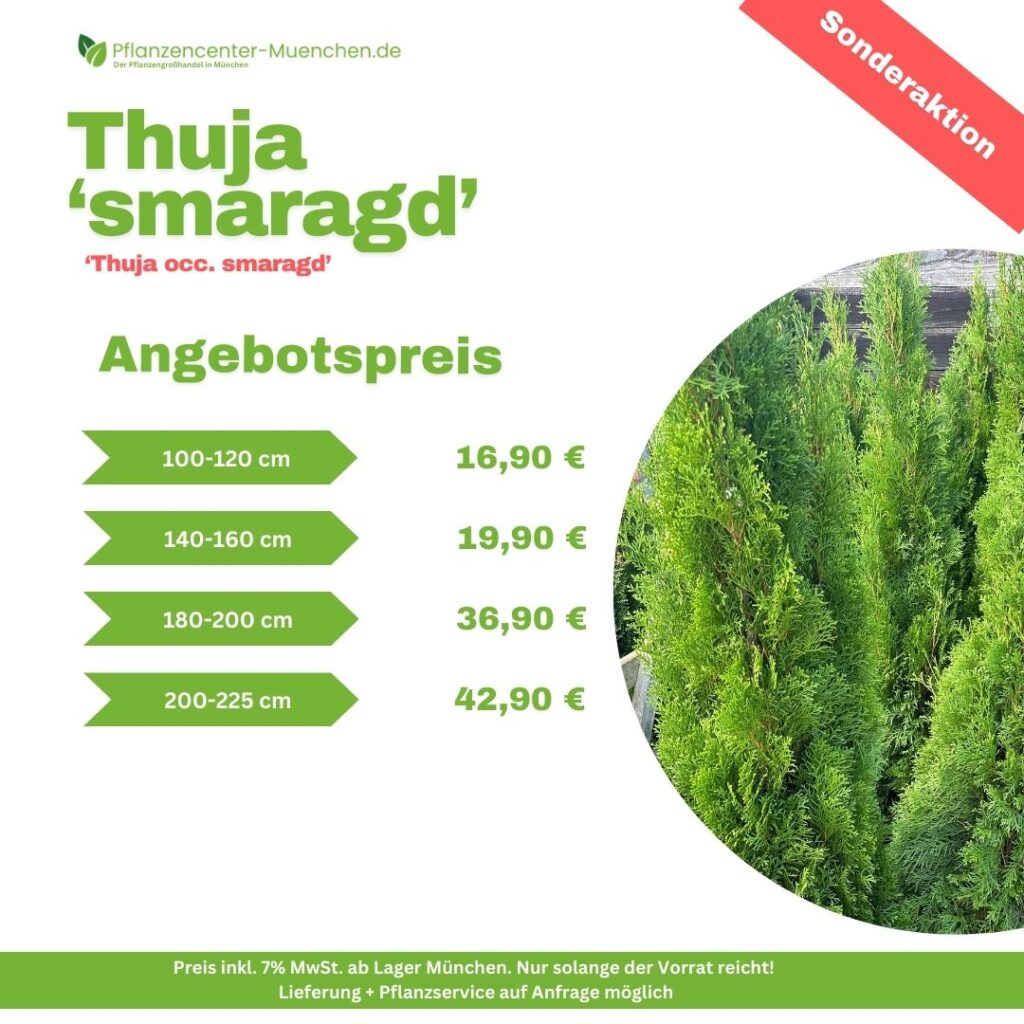 Thuja Smaragd Thuja Occ. Smaragd